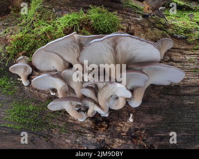 Fungo grigio di ostriche - Pleurotus ostreatus Foto Stock