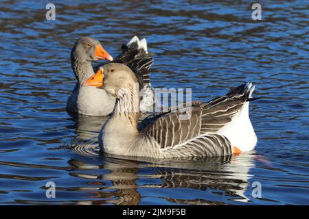 Anser anser, anser, oca grigio-lag, oche, oca graylag Foto Stock