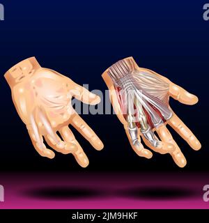 Anatomia della mano Foto Stock