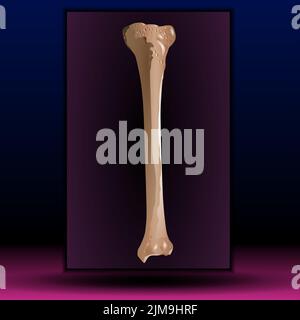 Midollo osseo - struttura ossea umana - illustrazione vettoriale. Foto Stock