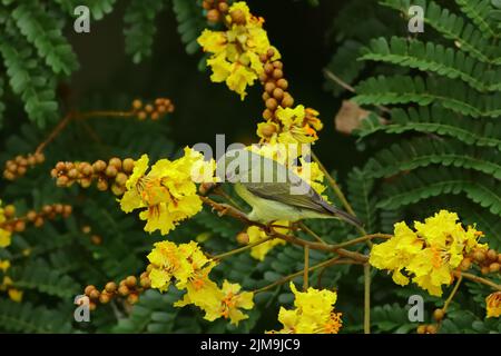 Un uccello da sole femmina con il retro di un'ulivo si trova tra i fiori gialli del flametere giallo in Malesia. Foto Stock