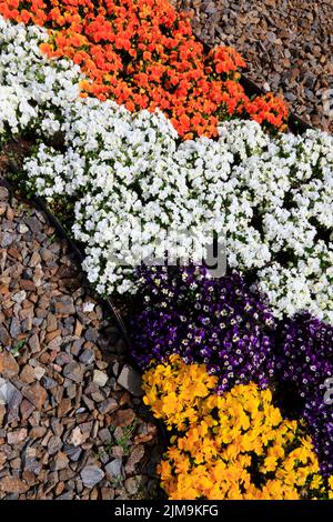 Un tappeto di viola cornuta variamente colorata 'Viola cornuta'. Foto Stock