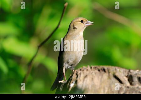 Donna adulto verdone Foto Stock