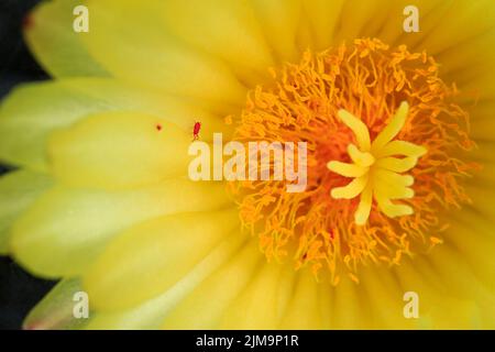 Il cactus del cappellino del Vescovo, Astrophytum miriostigma. Vista ravvicinata dal fiore. Foto Stock