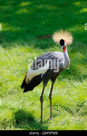 Baleari Pavonina, gru bombata, gru bombata nera Foto Stock