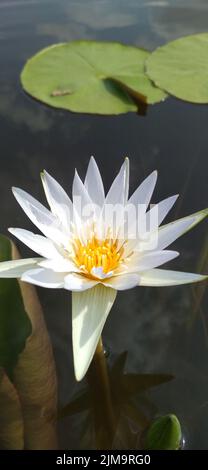 Primo piano verticale di un giglio d'acqua bianco che fiorisce in uno stagno circondato da grandi foglie di loto Foto Stock