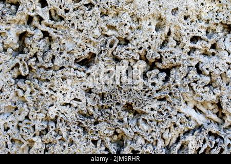 Coquina. Grigio marrone , parzialmente porato , parzialmente denso , intervallato da frammenti fossili di guscio S Foto Stock