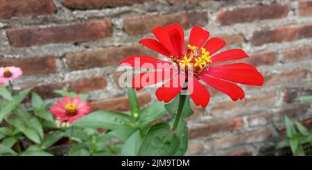 Un fuoco selettivo sparo di fiori rossi di Zinnia fiorente nel giardino Foto Stock