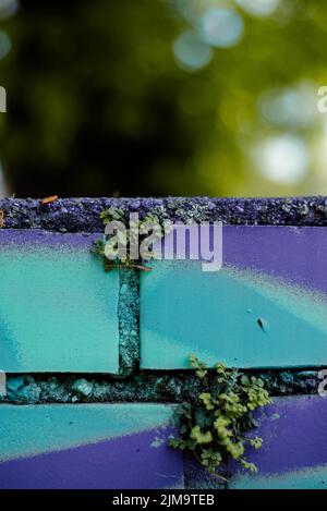 Una foto verticale di piccole piante su una vecchia parete dipinta di colore lilla e blu Foto Stock