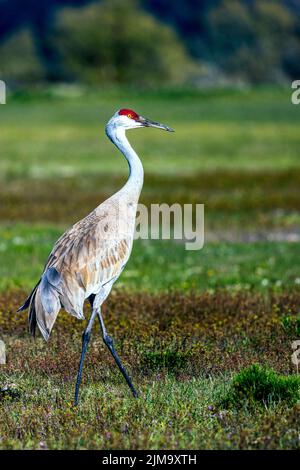 Una gru solitaria in collina che si aggirava nella prateria Foto Stock