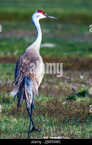 Un primo piano di gru di arenaria nel suo habitat naturale Foto Stock