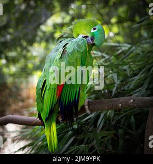 Un'amazzonia meridionale (Amazona farinosa) arroccata su un ramo Foto Stock