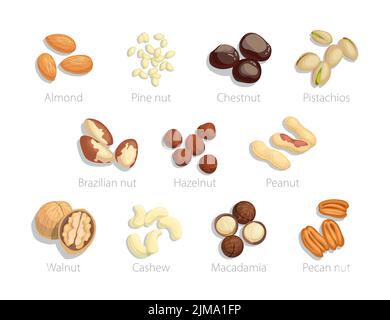 Dadi grezzi impostati con il nome degli oggetti. Illustrazioni vettoriali della collezione di alimenti. Cartoon mandorla nocciola pistacchio macadamia pecan cashew noce castagno p Illustrazione Vettoriale