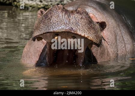 Animali, zoo Foto Stock