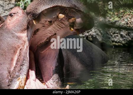 Animali, zoo Foto Stock