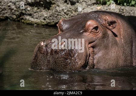 Animali, zoo Foto Stock