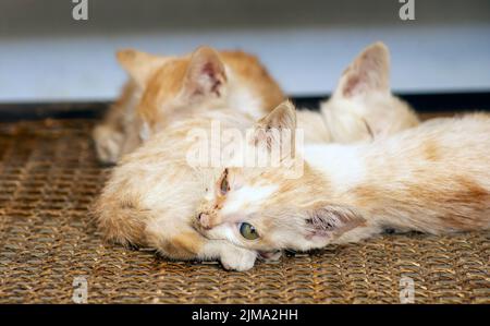 Cuccioli, cuccioli che dormono. Messa a fuoco superficiale Foto Stock