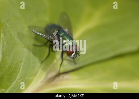 Greenbottle fly (Lucilia caesar) Kent, Regno Unito Foto Stock