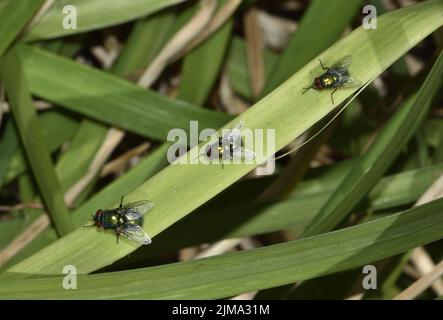 Tre mosche Greenbottle (Lucilia caesar) su una foglia di iride. Kent, Regno Unito. Agosto Foto Stock