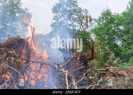 Nell'ambito del processo di sviluppo dei terreni per la costruzione, la foresta viene sradicata e bruciata per far posto allo sviluppo Foto Stock