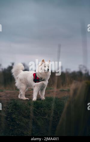 Un colpo verticale di un adorabile cane Samoyed nel campo Foto Stock