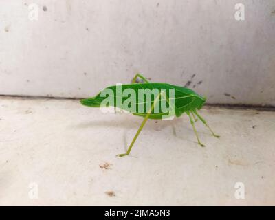 Un vero e proprio Katydid comune, Pterophylla camellifoli, nella famiglia Tettigoniidae e nell'ordine Orthopte Foto Stock