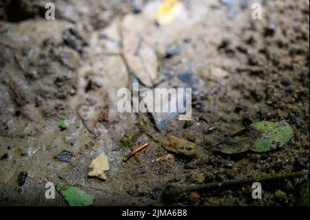 Pietra Focaia trovata nel letto di un fiume, un minerale utilizzato nella  preistoria come un arma Foto stock - Alamy