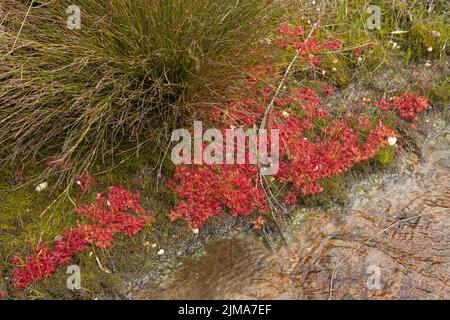 Alcuni sundews che crescono sul bordo di una roccia di granito vicino Nieuwoudtville, Sudafrica Foto Stock