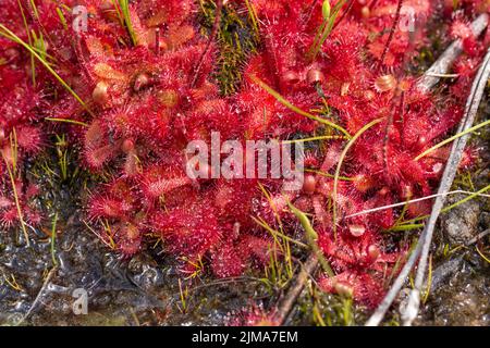 Primo piano di alcuni tramonti (pianta carnivora) in habitat naturale vicino a Nieuwoudtville, Capo Settentrionale, Sudafrica Foto Stock