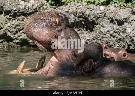 Animali, zoo Foto Stock