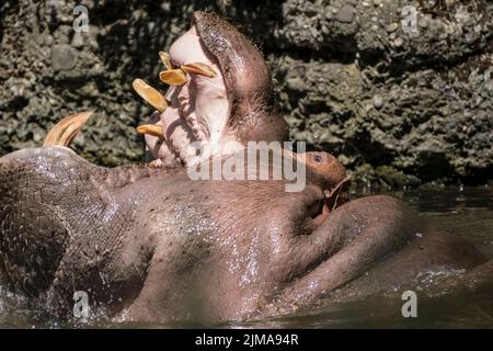 Animali, zoo Foto Stock