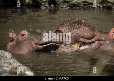 Animali, zoo Foto Stock