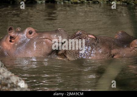 Animali, zoo Foto Stock