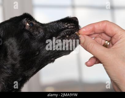 Piccolo cane trattare essere messo in bocca cuccioli Foto Stock