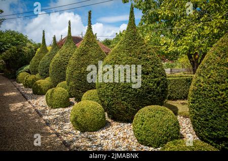 Topiary è usato per tagliare gli alberi di Yew in forme dinamiche simmetriche in un giardino inglese. Foto Stock