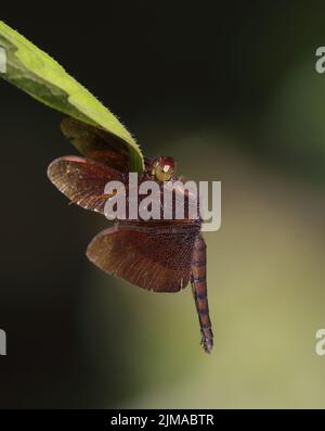 primo piano macro foto di una libellula Foto Stock