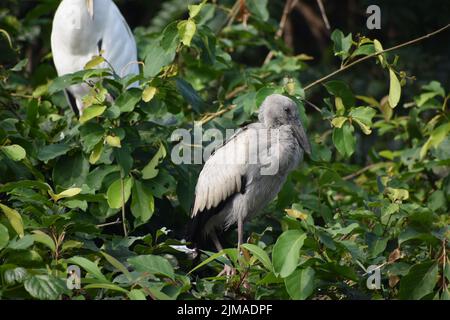 Juvenile Asiatico Open-Billed Stork Foto Stock