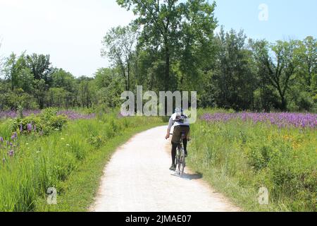 Uomo in bicicletta sul Des Plaines River Trail in un prato con fiori viola a Des Park Ridge, Illinois Foto Stock