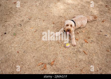 Un cane da compagnia gioca sull'erba pascolata a Greenwich Park mentre l'ondata di caldo e la siccità del Regno Unito continuano ad agosto, con poca pioggia che è caduta a Londra e nel sud-est dell'Inghilterra, il 4th agosto 2022, a Londra, Inghilterra. Foto Stock