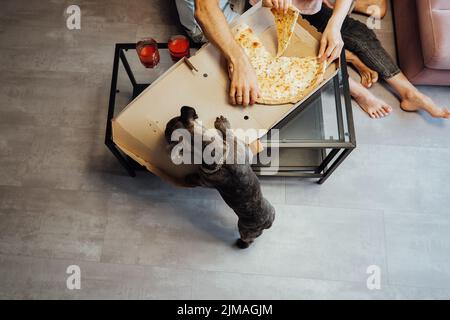 Uomo e donna irriconoscibile che mangiano pizza con il loro cane da compagnia, Bulldog francese con Golden Chain che lecca la scatola con cibo Foto Stock