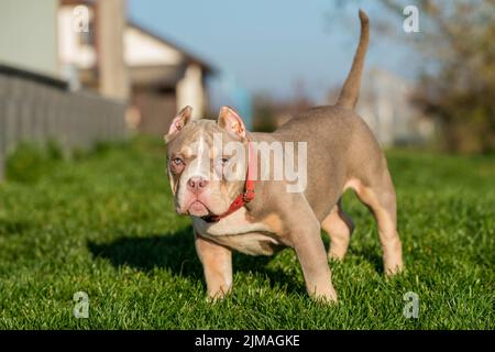 Un cane cucciolo americano Bully maschile tasca seduto sull'erba Foto Stock