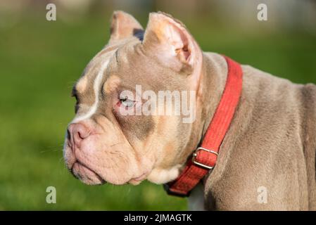Primo piano ritratto di un maschio tasca American Bully cucciolo cane Foto Stock