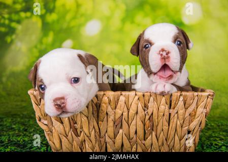 Due divertenti cuccioli American Bullies su sfondo verde Foto Stock