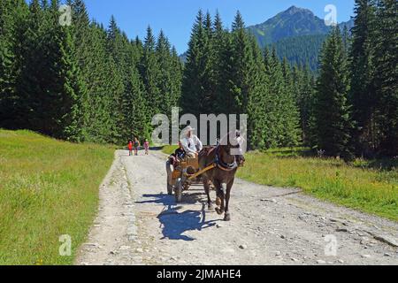 Carrozza trainata da cavalli nel Chocholowskaclearing, Tatra occidentale, Polonia Foto Stock