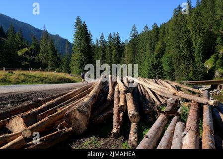 Tronchi di legno nella valle di Chocholowska, Tatra occidentale, Polonia Foto Stock