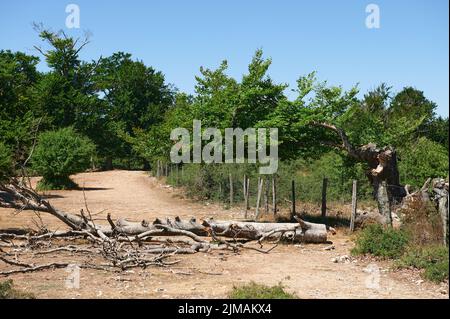 Albero caduto a Mirador de Ubaba, Balcón de Pilatos, Urbasa, Navarra, Spagna, Europa Foto Stock