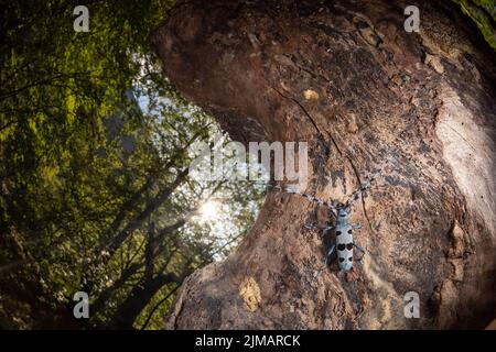 Insetto blu con tastatori lunghi, Rosalia alpina, scarabeo Longhorn, Rosalia longicorn. Foto Stock