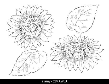 Girasole isolato fiore grafico bianco nero disegno vettore illustrazione Illustrazione Vettoriale