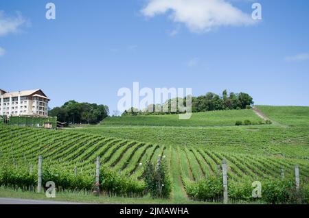 Vigneto GonÃ uva nella vale dos Vinhedos in Bento laghalves, un vino gaucho. Foto Stock