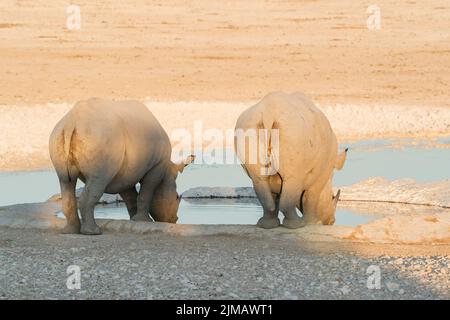 Rinoceronte nero o rinoceronte nero, bicorniti di Diceros, madre e vitello che bevono al pozzo, Parco Nazionale Etosha, Namibia Foto Stock